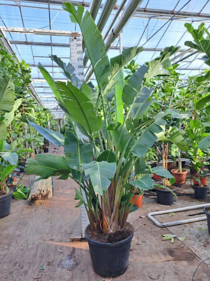 Strelitzia Nicolai 300