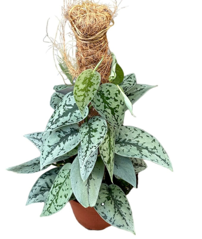 Scindapsus Silver Lady Mospaal