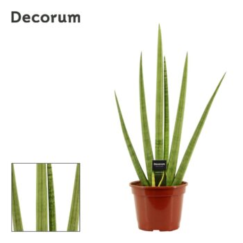 Sansevieria Handshake 20 cm (Decorum)