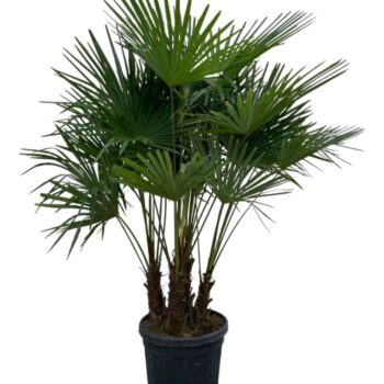 Trachycarpus fortuneii / Eagle palm Multiestam P50 200cm * 2024