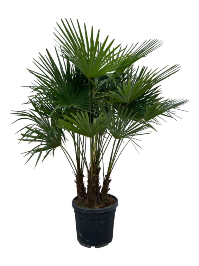 Trachycarpus fortuneii / Eagle palm Multiestam P50 200cm * 2024