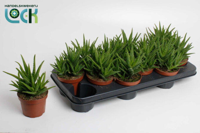 Aloe Vera Verini