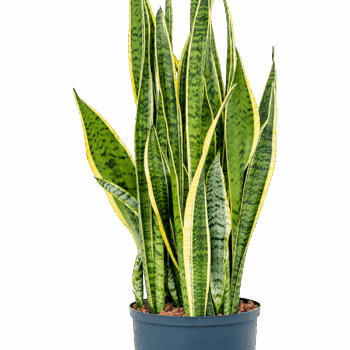 Sansevieria trifasciata 'Laurentii' Tuft