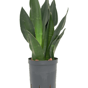 Sansevieria trifasciata 'Black Diamond' Tuff