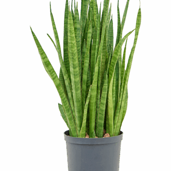 Sansevieria kirkii Tuft