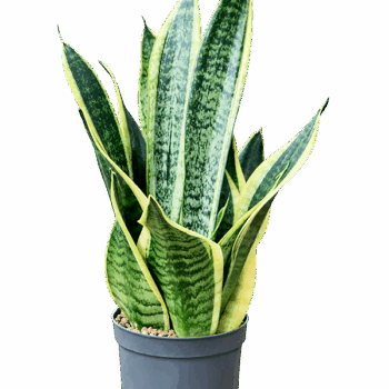 Sansevieria trifasciata 'Futura Superba' Tuft