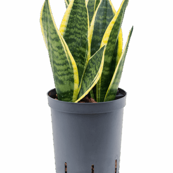 Sansevieria trifasciata 'Futura Superba' Tuft