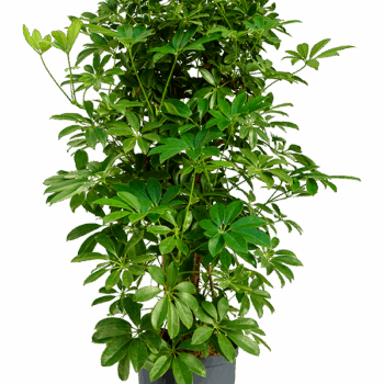 Schefflera arboricola 'Compacta' Branched/column