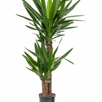 Yucca elephantipes 60-30