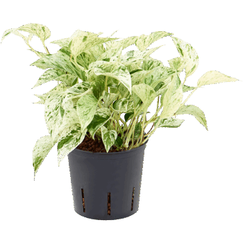 Scindapsus (Epipremnum) 'Marble Queen' Hanger