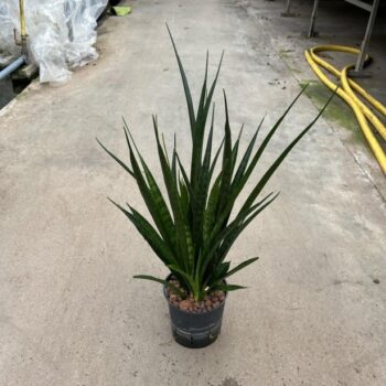 Sansevieria kirki friends 13/12 h35