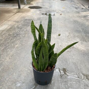Sansevieria kirkii 13/12 h35