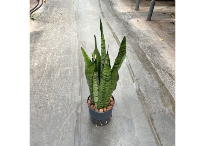 Sansevieria zeylanica 13/12 h40/50