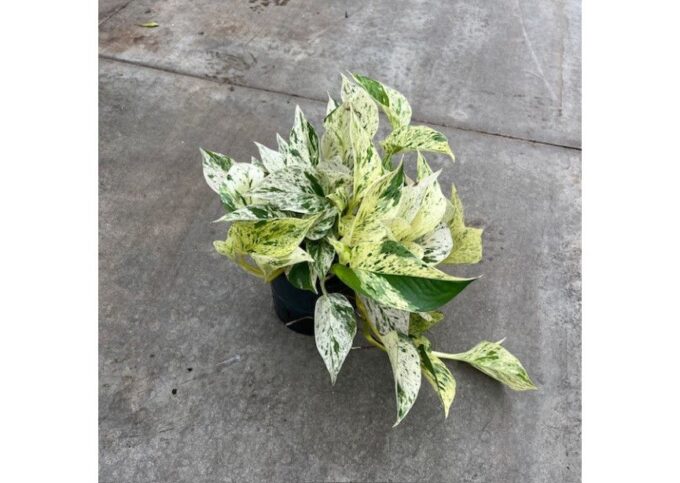 Scindapsus Marble Queen