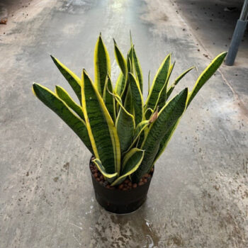 Sansevieria Laurentii