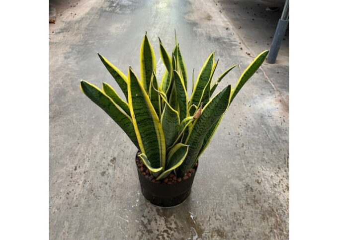 Sansevieria Laurentii