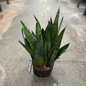 Sansevieria Zeylanica