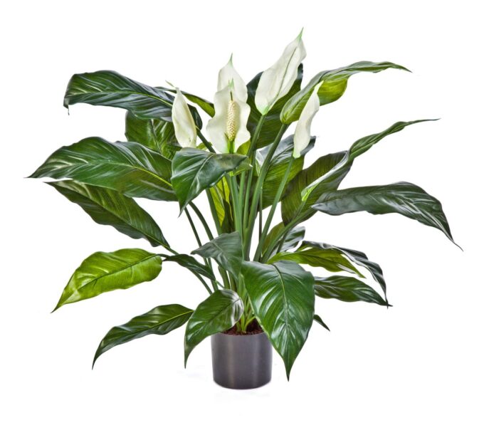 Spathiphyllum de luxe w/p