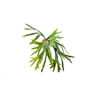Staghorn fern x 8 lvs