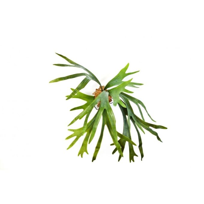 Staghorn fern x 8 lvs