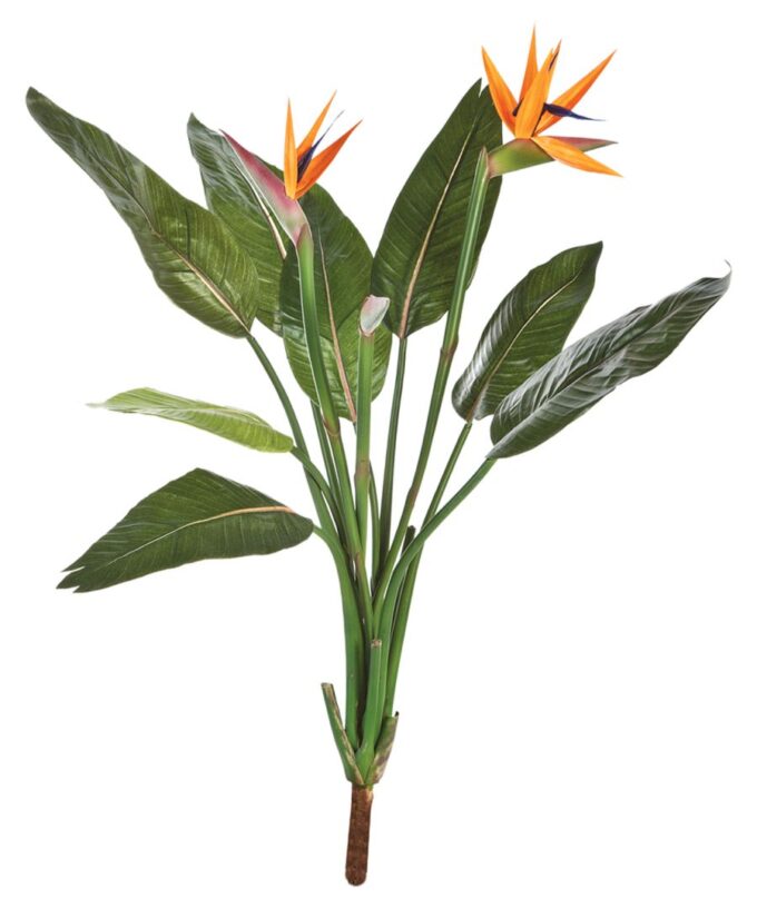 Strelitzia bush x 11