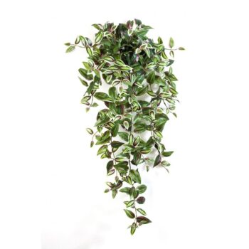 Wandering jew hanging bush x 15