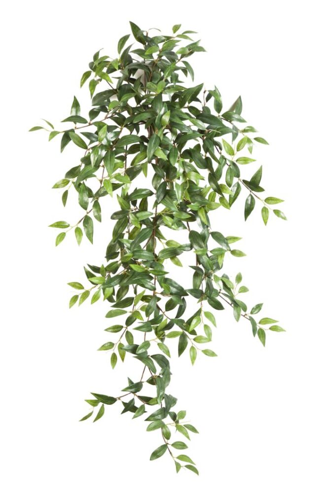 Tradescantia hanging bush x 15
