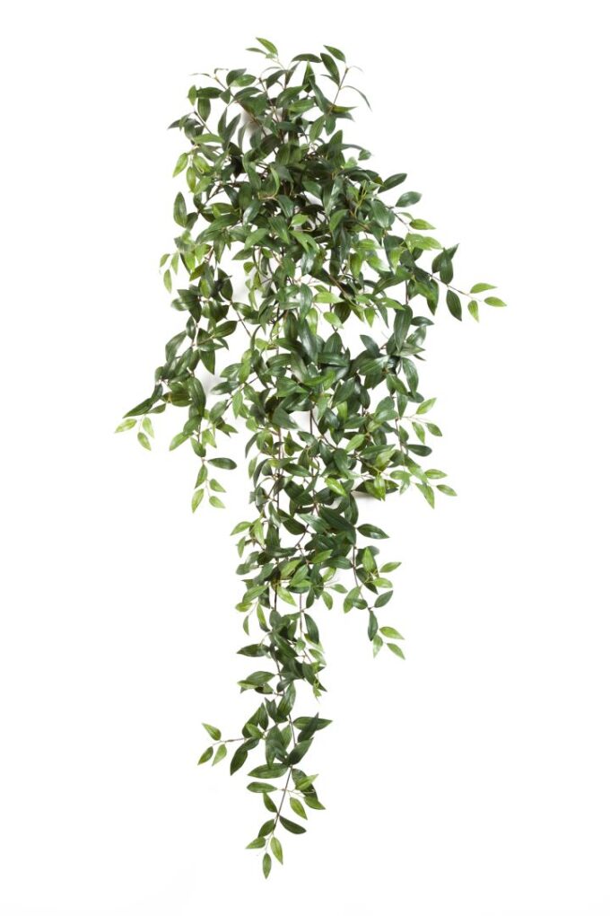 Tradescantia hanging bush x 18