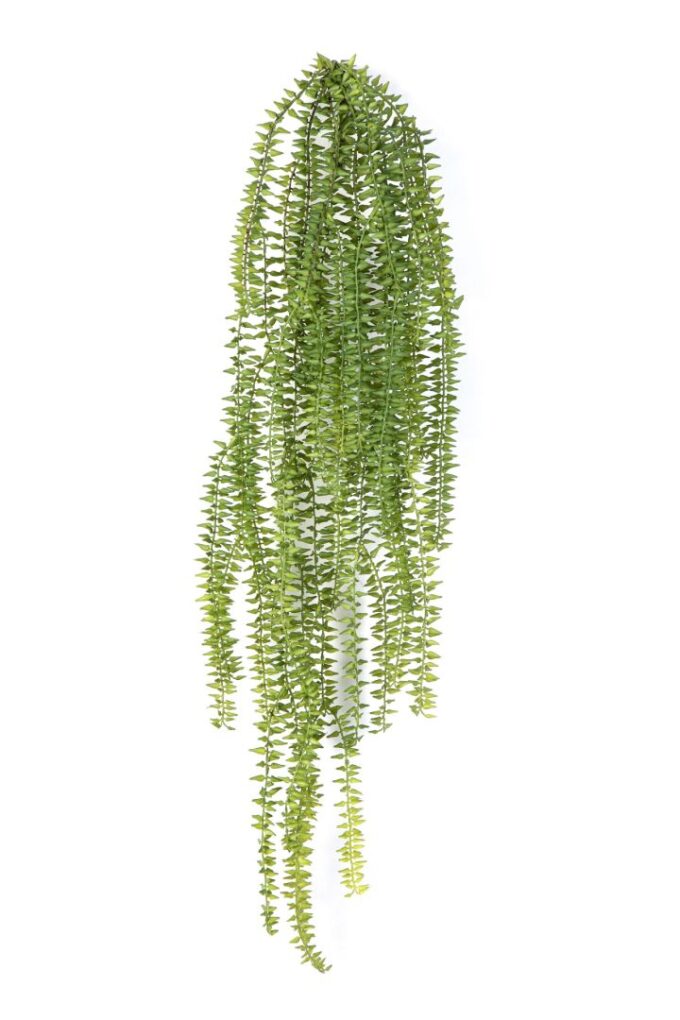Tasselfern hanging bush