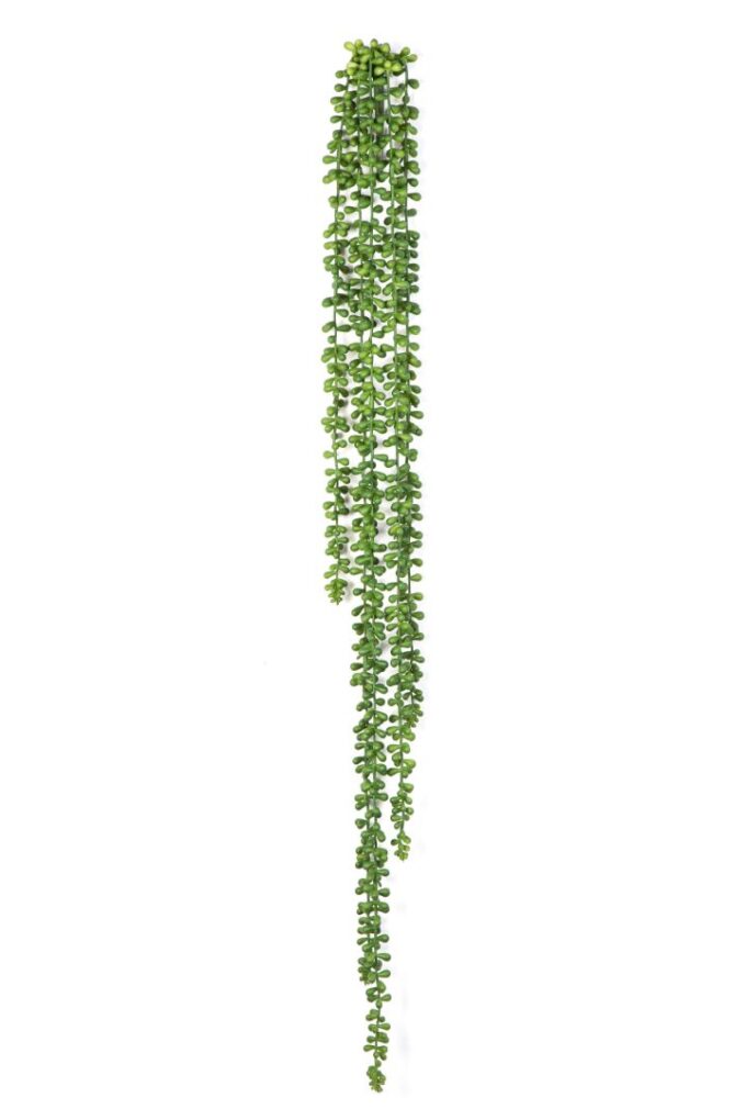 String of pearls hanging bush