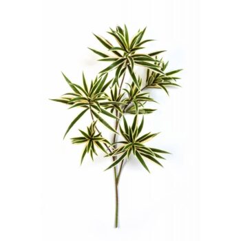 Var. dracaena reflexa spray