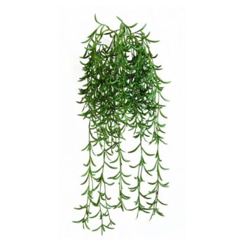 Succulent hanging bush