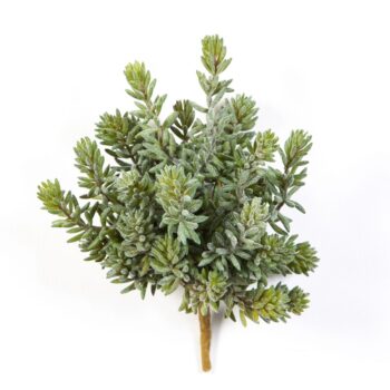 Sedum bush x 26