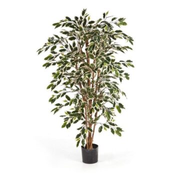 Var. ficus nitida