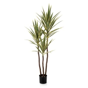 Variegated yucca tree de luxe x 3