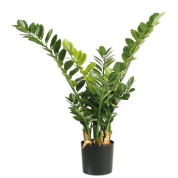 Smaragd zamio plant
