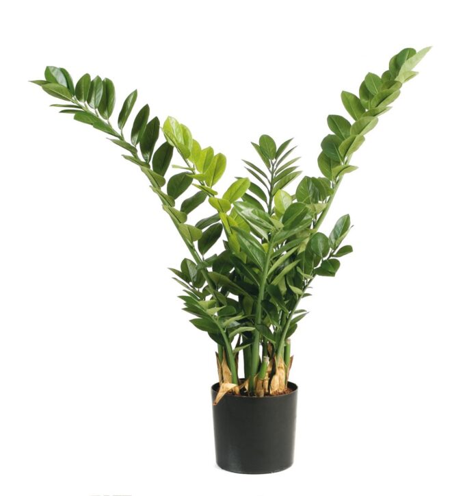 Smaragd zamio plant