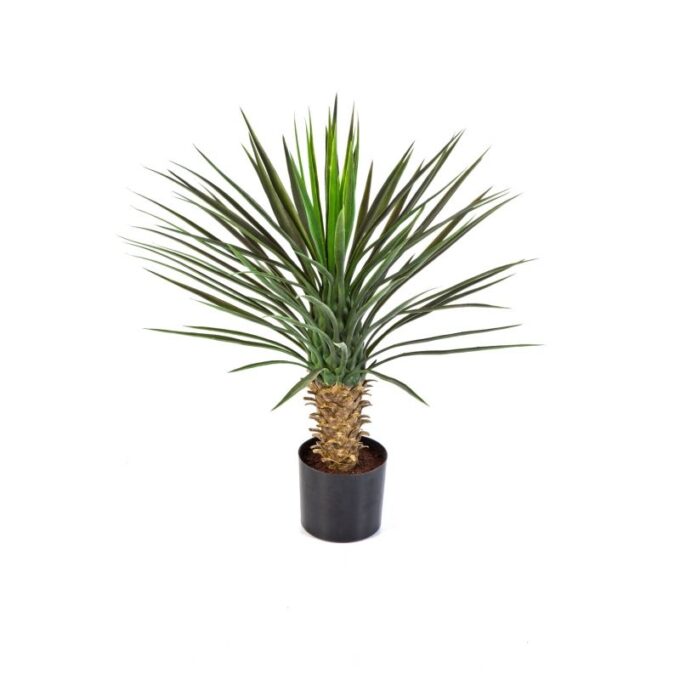 Yucca rostrata head