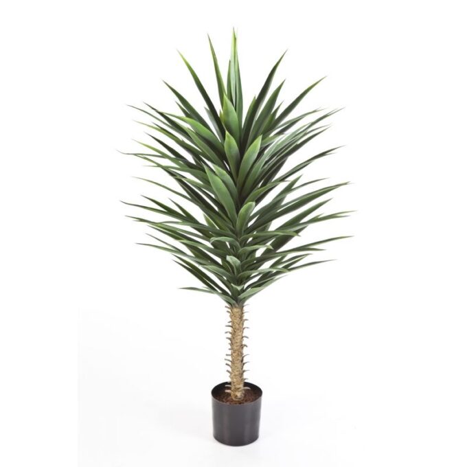 Yucca bush