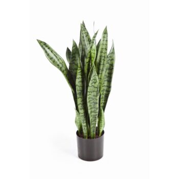 80 cm sanseveria w/pot