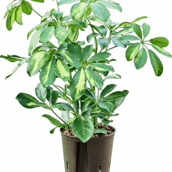 Schefflera arboricola 'Gold Capella' 2pp