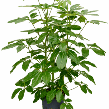 Schefflera actinophylla 'Amate' 3pp (120-140)
