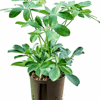 Schefflera arboricola 'Compacta' 2pp
