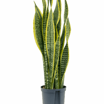 Sansevieria trifasciata 'Laurentii' Tuft