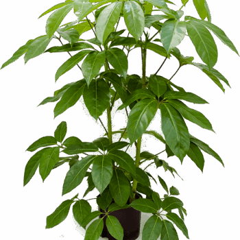 Schefflera actinophylla 'Amate' 2pp (120-140)