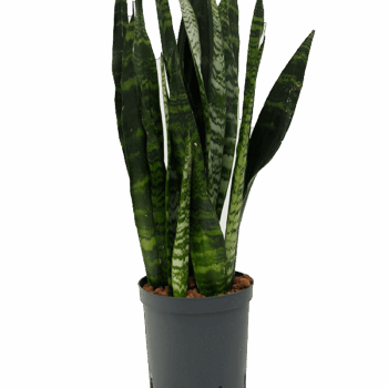 Sansevieria trifasciata 'Black Coral' Tuft