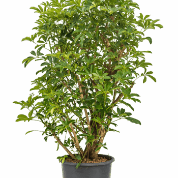 Schefflera arboricola 'Compacta' Verzweigt