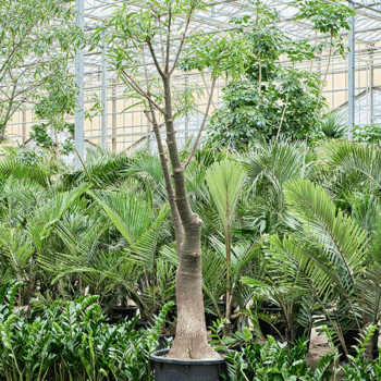 Brachychiton rupestris Stem