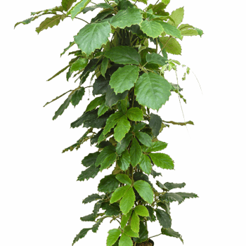 Tetrastigma voinierianum Pyramid 150