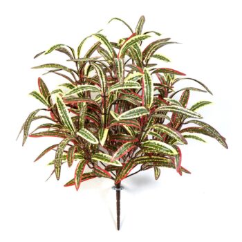 Spider bush x 12 green/red